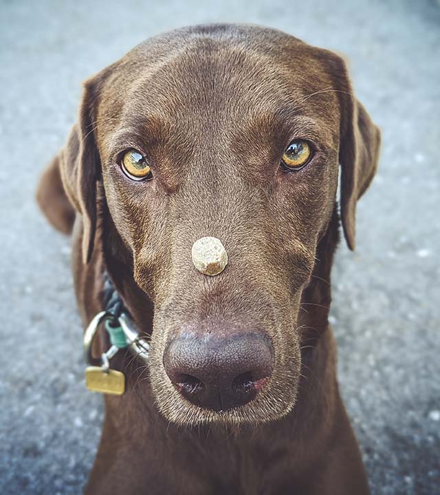 Oscar balanciert ein Insekten Leckerli auf seiner Nase.