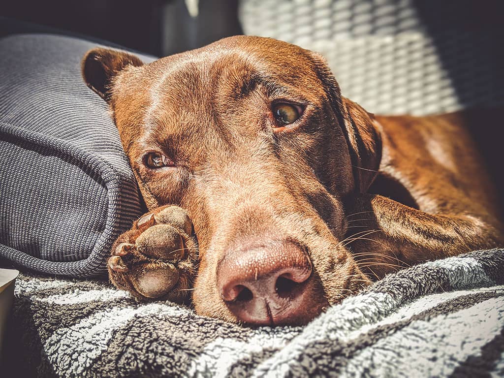 Brauner Labrador mit traurigem Blick liegt auf der Couch
