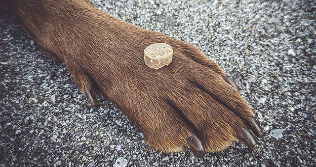 Insekten Leckerli liegt auf einer Pfote.