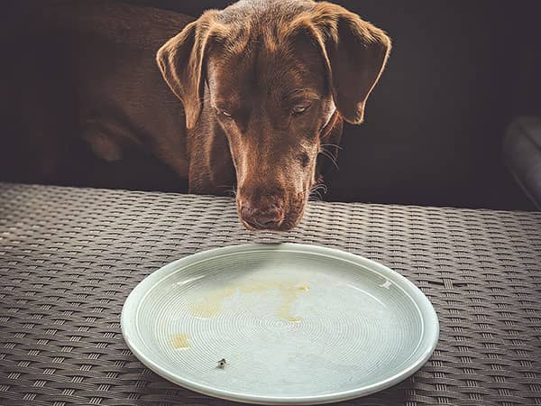 Futterumstellung bei Hunden. Oscar von b-rdy wechselt zu Hundefutter aus Insekten.