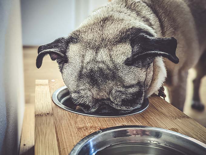 brdy-hundefutter-probefressen brdy-hundefutter-probefressen