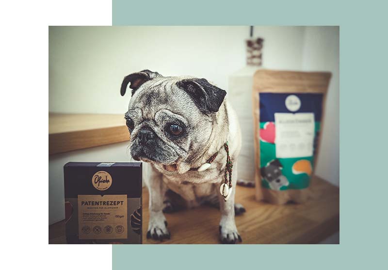 Mops-Hündin Stella begutachtet das Hundefutter aus Insekten.