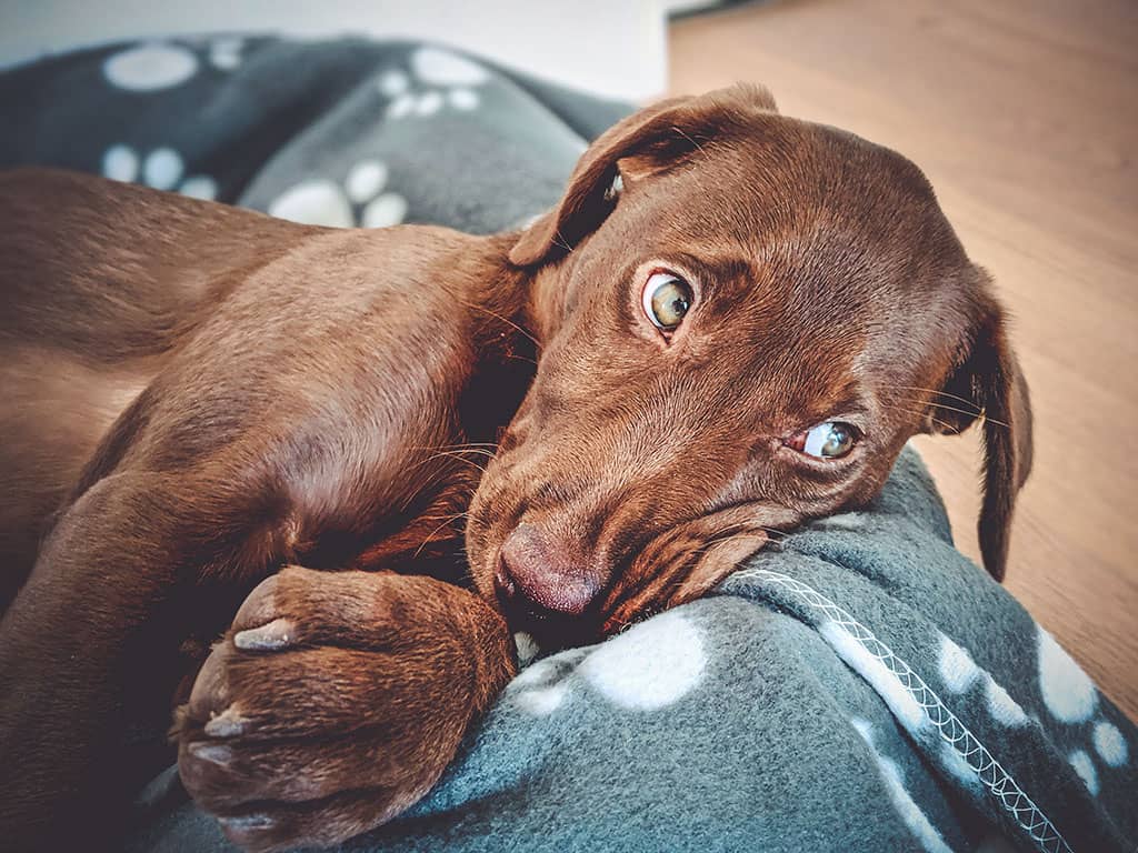 Oscar schielt auf's Insektenfutter und schmilzt dahin.