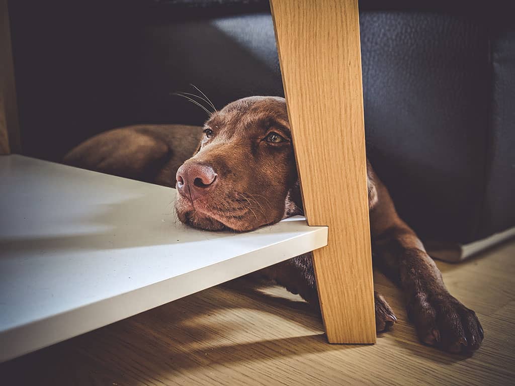 brdy-oscar-chill-1024 brdy-oscar-chill-1024