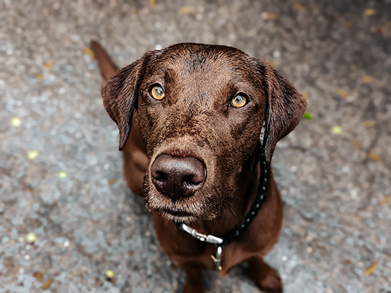 Schokobrauner Field Trial Labrador mit nassem Fell blickt in die Kamera.